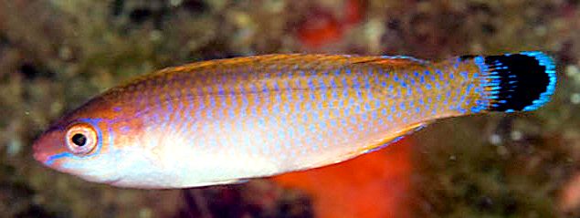 Symphodus melanocercus_0000008